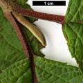 SpeciesSub: f. plicatum